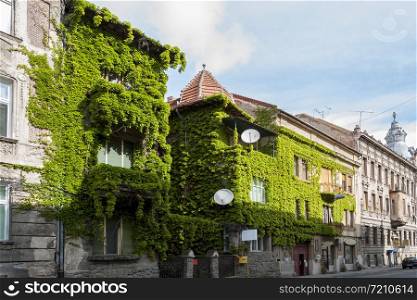 House covered with common ivy (hedera helix)