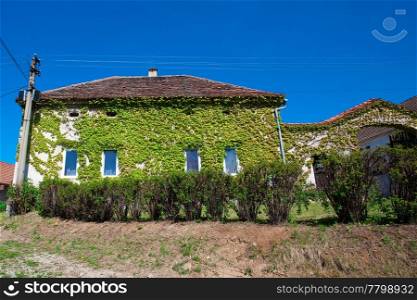 House entwined with ivy against the blue sky