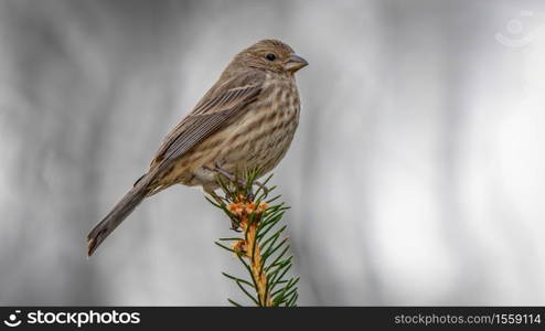 House Finch perched on a branch. House Finch