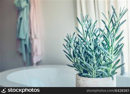 House green plant succulent Senecio serpens or Blue Chalksticks in bathroom, close up