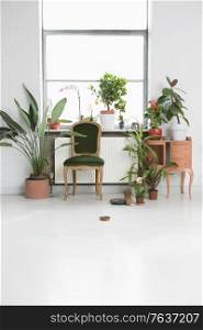 House interior with chair and potted plants by window. Indoor Gardener