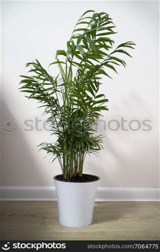 House plant Chamaedorea in a ceramic flower pot isolated on a white background. A potted plant Chamaedorea elegans isolated on white