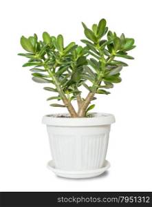 House plant Crassula in a flower pot isolated on a white background