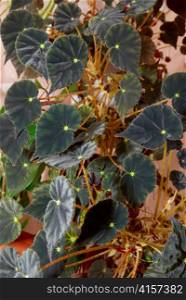 House plant dark begonia.