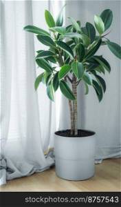 House Plant decoration.  Ficus Elastica in a gray pot on the floor in the living room