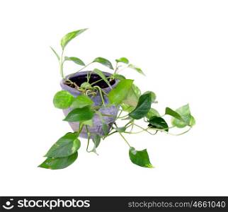 House plant in a pot isolated on white background