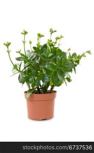 house plant in a pot, isolated on white background