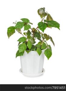 House plant Parthenocissus Inserta in the white plastic flower pot isolated on a white background