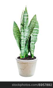 House plant Sansevieria in ceramic flowerpot isolated on a white background. House plant Sansevieria on a white background