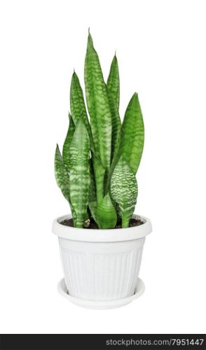 House plant Sansevieria in the white plastic flower pot isolated on a white background