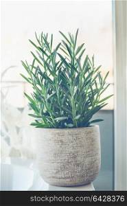 House plant succulent Senecio serpens or Blue Chalksticks in white pot at window background, close up.