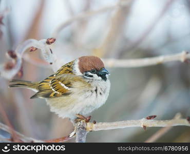 House Sparrow