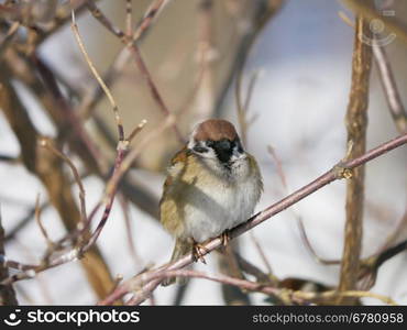 House Sparrow