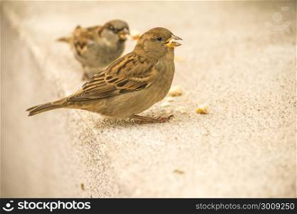 house sparrow in a pedestrian area