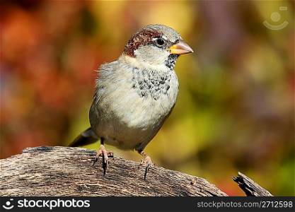 House Sparrow in Autumn
