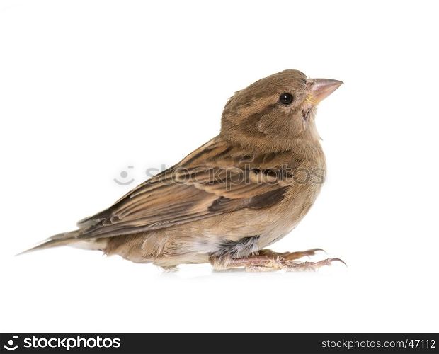 House sparrow in front of white background
