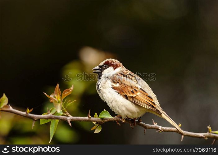 House sparrow, male, Passer domesticus