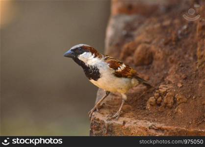 House Sparrow or Passer domesticus near Sangli, Maharashtra, India