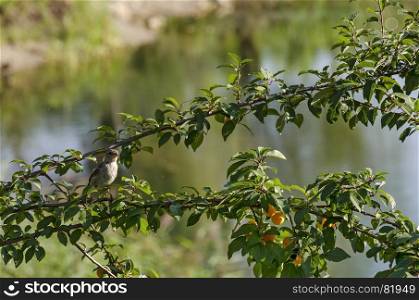House sparrow resting on branche of wild plum with yellow fruits and leaves, Sofia, Bulgaria