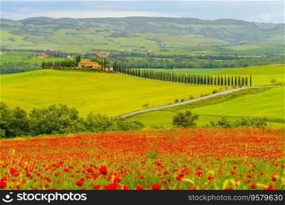 House surrounded by cypress trees among the misty morning sun-drenched hills of the Val d’Orcia valley at sunrise in San Quirico d’Orcia, Tuscany, Italy