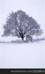 House Under Snow-Covered Tree