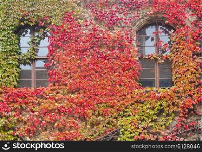 House windows with colorful vines and autumn leaves in Germany&#xA;