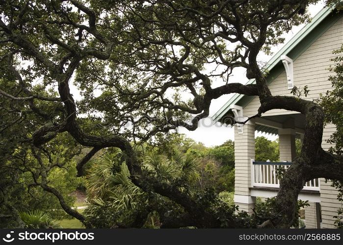House with live oak tree.