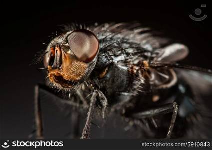 Housefly close-up on a gray background.