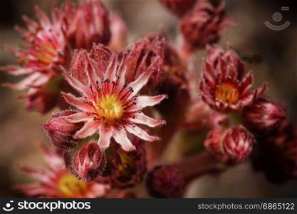 Houseleek (Sempervivum), flowers of summer