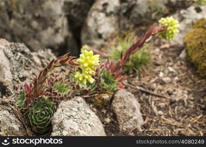 Houseleeks blossoms on mountain rock closeup on green background