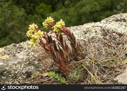 Houseleeks blossoms on mountain rock closeup on green background