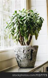 Houseplant Crassula ovata jade plant money tree on the windowsill, Urban Living and styling with indoor plants.