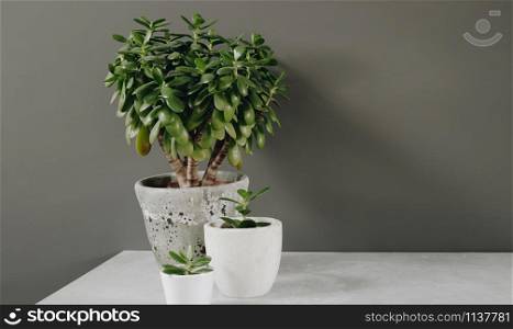 Houseplant Crassula ovata jade plant money tree opposite the wall. Urban Living and styling with indoor plants.
