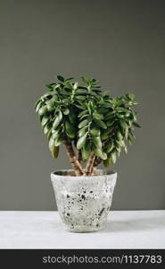 Houseplant Crassula ovata jade plant money tree opposite the wall. Urban Living and styling with indoor plants.