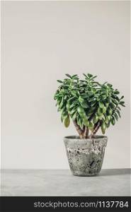 Houseplant Crassula ovata jade plant money tree opposite the white wall. Urban Living and styling with indoor plants.