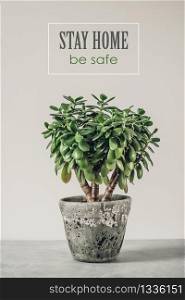 Houseplant Crassula ovata jade plant money tree opposite the white wall: concept of self quarantine at home as preventative measure against virus outbreak