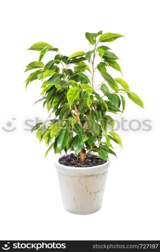 Houseplant Ficus Benjamina in flowerpot isolated on white background