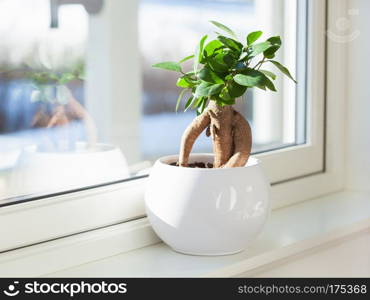 houseplant ficus microcarpa ginseng in white flowerpot