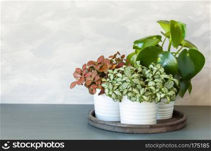 houseplant fittonia albivenis and peperomia in white flowerpot