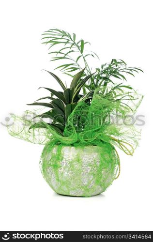 Houseplant in ceramic pot isolated on white background.