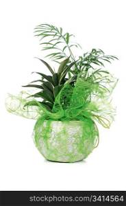 Houseplant in ceramic pot isolated on white background.