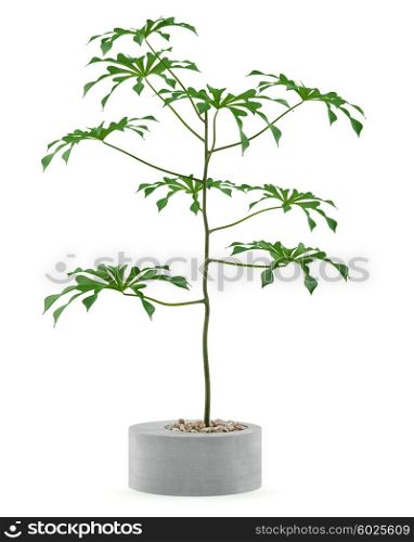 houseplant in concrete pot isolated on white background