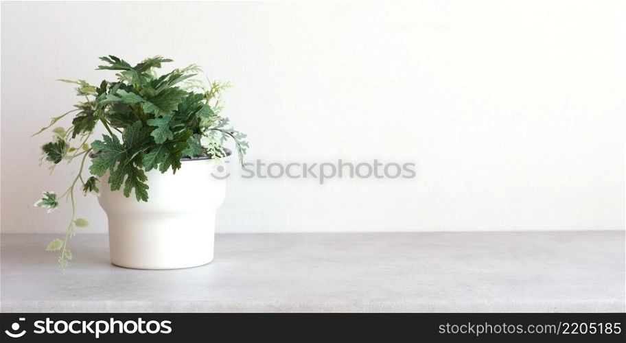 Houseplant in flowerpot on table background, banner with copy space for mock up , template
