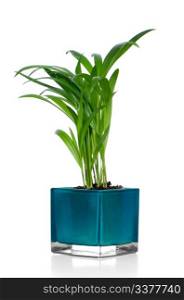 Houseplant in glass pot isolated on white background.