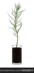 houseplant in glass pot isolated on white background
