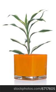 Houseplant in glass pot isolated on white background.