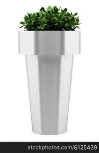 houseplant in metallic pot isolated on white background