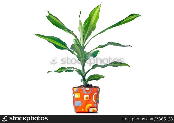 Houseplant in modern plastic pot isolated on white background.