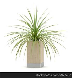 houseplant in wooden pot isolated on white background
