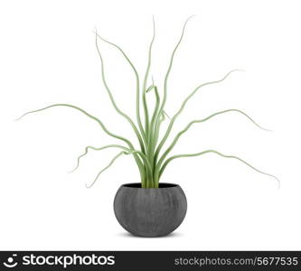 houseplant in wooden pot isolated on white background